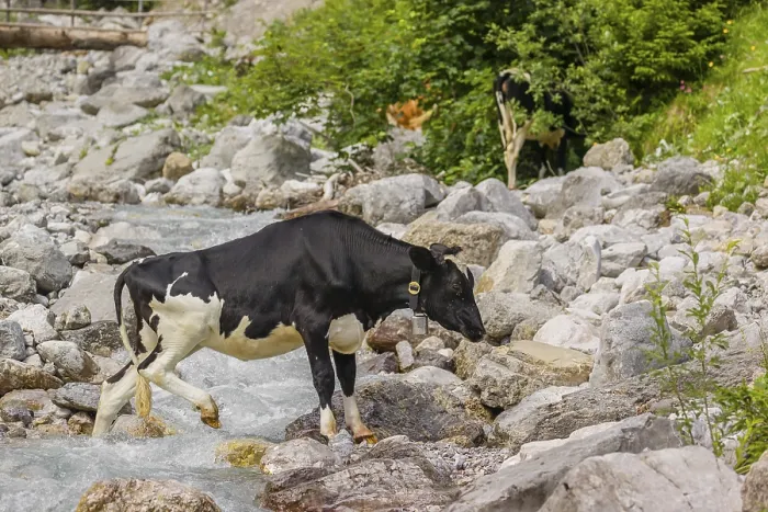 Framed Print : Holstein Friesian cattle crossing a creek on an alpine pasture