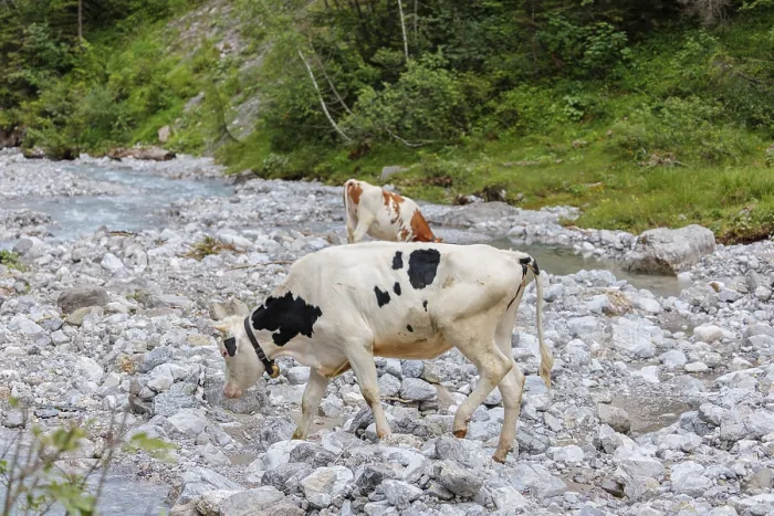 Framed Print : Holstein Friesian cattle crossing a creek on an alpine pasture Framed Print : Holstein Friesian cattle crossing a creek on an alpine pasture