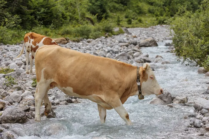Framed Print : Holstein Friesian cattle crossing a creek on an alpine pasture