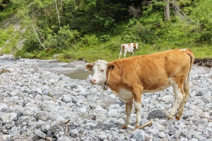 Framed Print : Holstein Friesian cattle crossing a creek on an alpine pasture