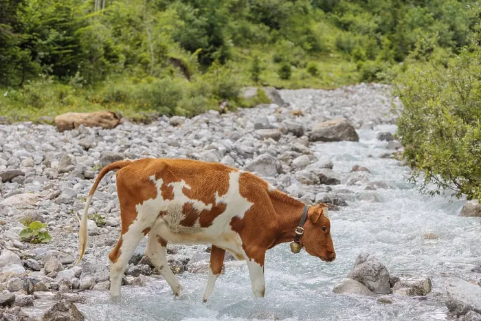 Framed Print : Holstein Friesian cattle crossing a creek on an alpine pasture Framed Print : Holstein Friesian cattle crossing a creek on an alpine pasture