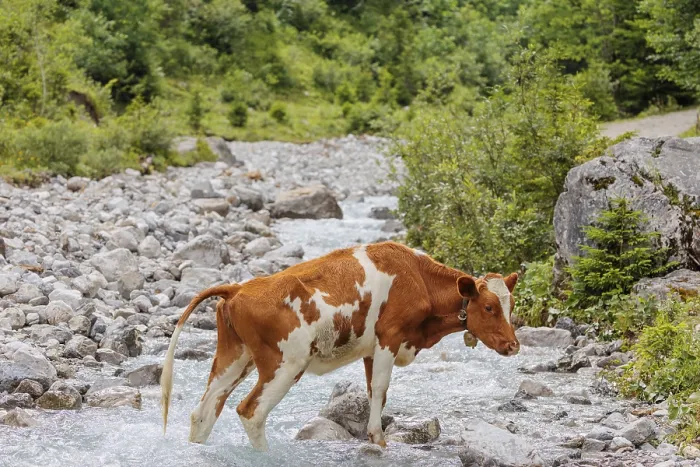 Framed Print : Holstein Friesian cattle crossing a creek on an alpine pasture