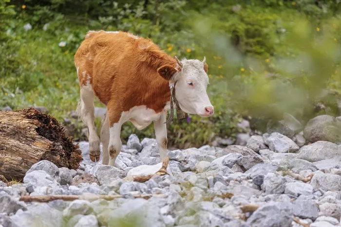 Framed Print : Holstein Friesian cattle crossing a creek on an alpine pasture