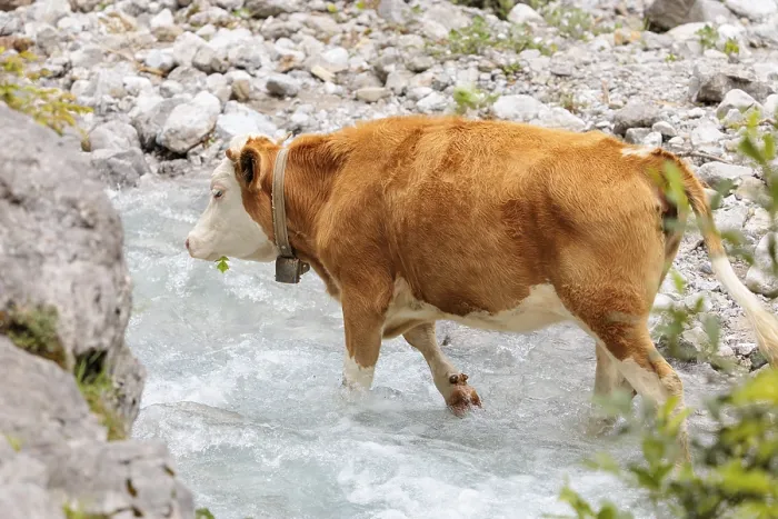 Framed Print : Holstein Friesian cattle crossing a creek on an alpine pasture