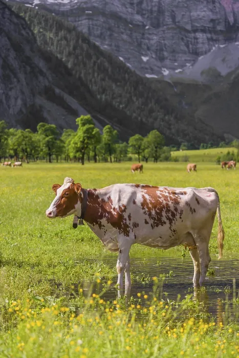 Framed Print : Holstein Friesian cattle stand on a green meadow next to a puddle