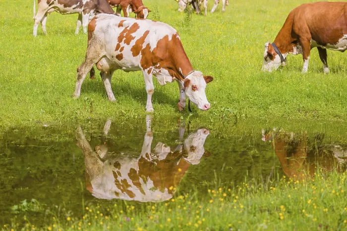 Framed Print : Holstein Friesian cattle stand on a green meadow at a puddle and drink Framed Print : Holstein Friesian cattle stand on a green meadow at a puddle and drink