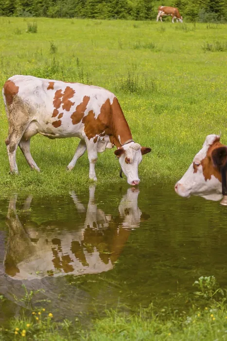 Framed Print : Holstein Friesian cattle stand on a green meadow at a puddle and drink