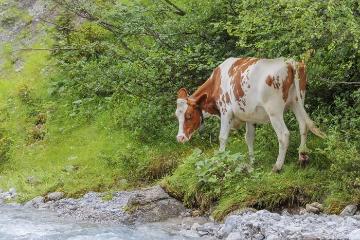 Framed Print : Holstein Friesian cattle standing next to a creek Framed Print : Holstein Friesian cattle standing next to a creek