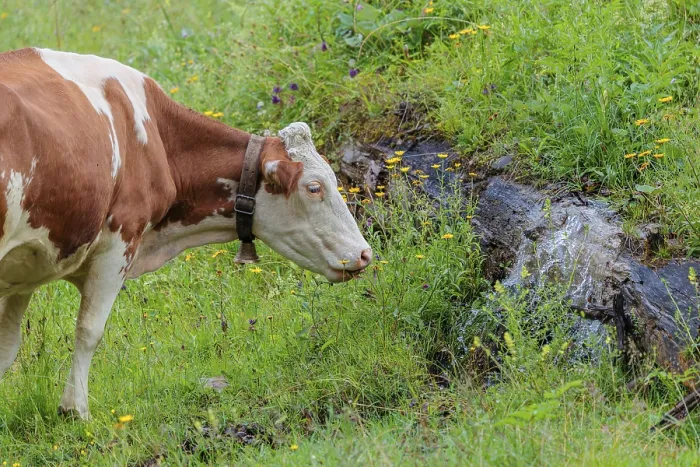 Framed Print : A Holstein-Friesian cow stands on a green mountain pasture in the Eng valley
