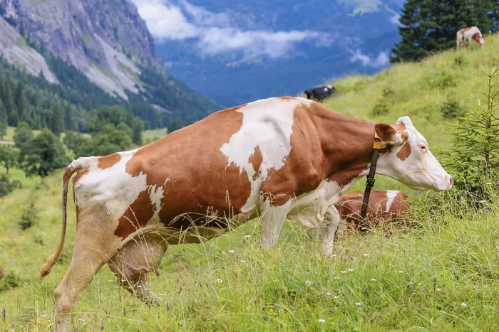 Framed Print : A Holstein Friesian cow walks across a meadow on a sunny day with an alpine mountains range in the background