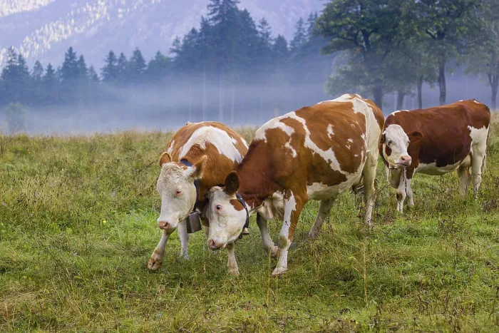 Framed Print : Two Holstein Friesian cows stand fighting in a meadow on a foggy day Framed Print : Two Holstein Friesian cows stand fighting in a meadow on a foggy day