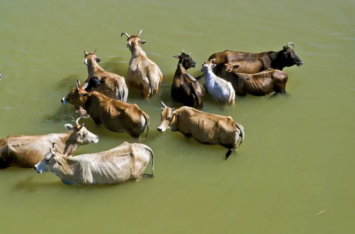 Framed Print : Holy cows taking bath in a river near Puri