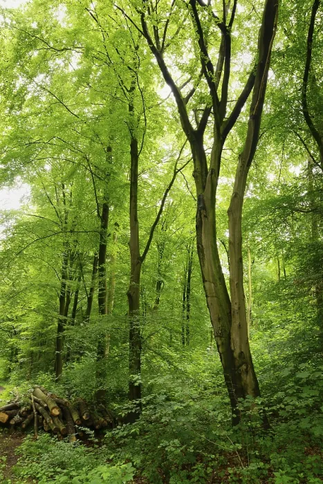 Framed Print : Holzpolter on the edge of a deciduous forest