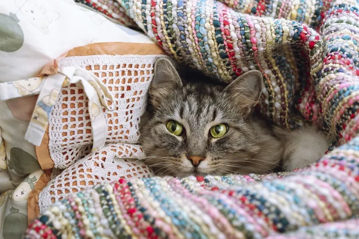 Framed Print : Home cute gray tabby big cat lies on pillow wrapped in warm blanket Framed Print : Home cute gray tabby big cat lies on pillow wrapped in warm blanket