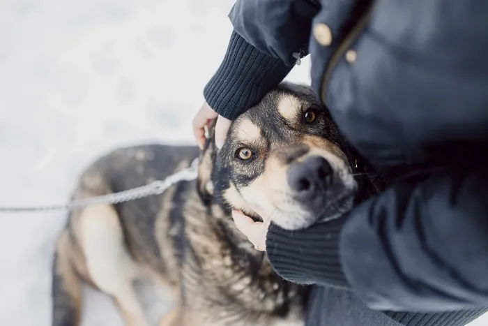 Framed Print : Homeless cute dog looks with sad and kind eyes at a person in a shelter for homeless animals Framed Print : Homeless cute dog looks with sad and kind eyes at a person in a shelter for homeless animals