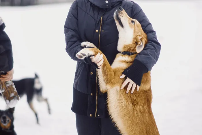 Framed Print : Homeless cute mongrel dog looks into the eyes of its owner in a dog shelter