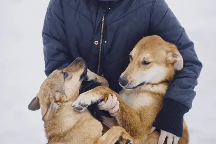 Framed Print : Two homeless cute mongrel dogs hugging with their owner in a dog shelter