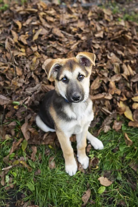 Framed Print : A homeless little very beautiful dog looks straight ahead