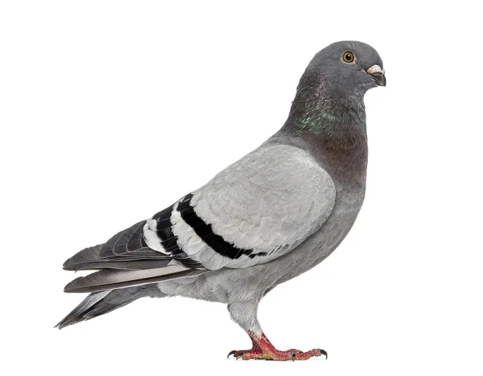 Framed Print : Homing pigeon isolated on white