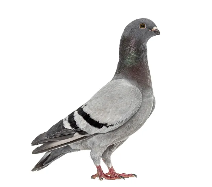 Framed Print : Homing pigeon isolated on white Framed Print : Homing pigeon isolated on white
