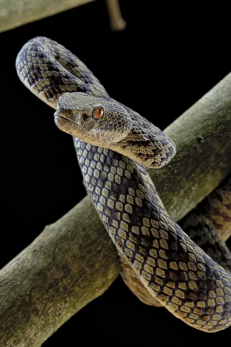 Framed Print : Hon Son Pit Viper (Trimeresurus honsonensis)
