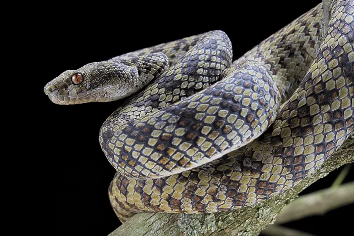 Framed Print : Hon Son Pit Viper (Trimeresurus honsonensis)