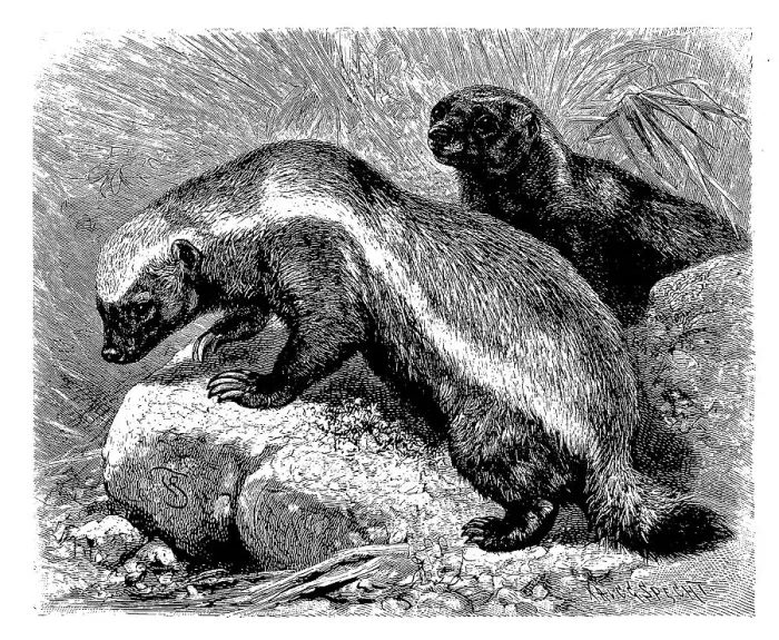 Framed Print : Honey badger, Mellivora capensis) Framed Print : Honey badger, Mellivora capensis)