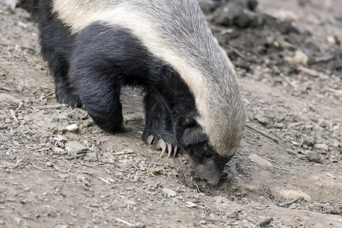Framed Print : Honey Badger (Mellivora capensis)