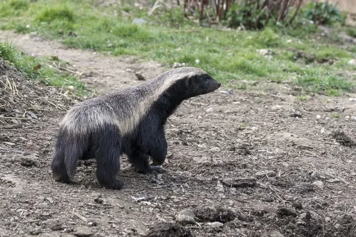Framed Print : Honey Badger (Mellivora capensis) wandering around his territory