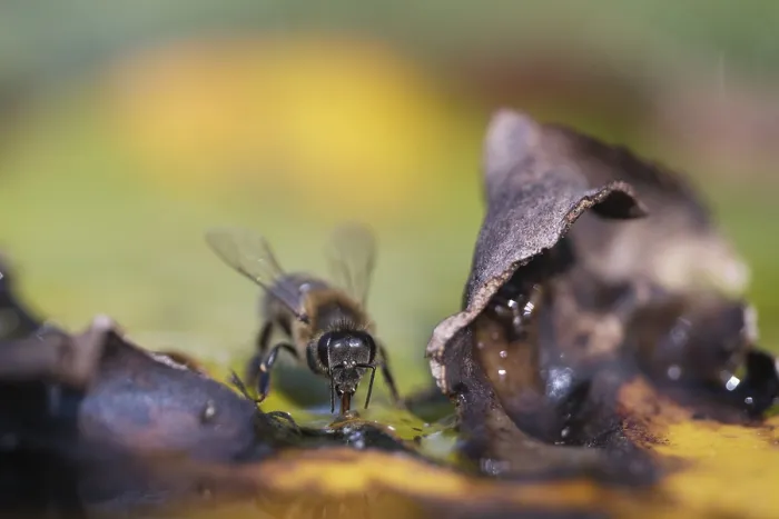 Framed Print : Honey bee (Apis apis) drinking Framed Print : Honey bee (Apis apis) drinking