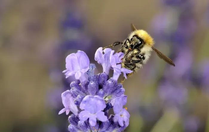 Framed Print : Honey Bee (Apis), feeding, True Lavender (Lavandula angustifolia)