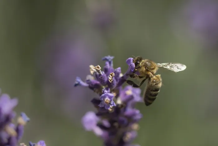 Framed Print : Honey bee (Apis mellifera)