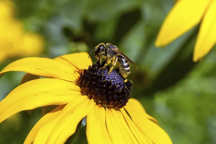 Framed Print : Honey bee (Apis mellifera) collecting nectar on a coneflower (Rudbeckia hirta)