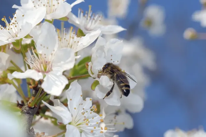 Framed Print : Honey bee (Apis mellifera) collecting pollen
