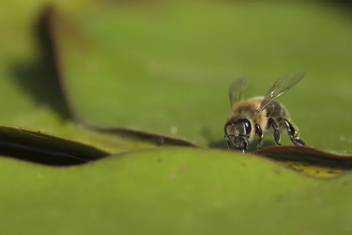 Framed Print : Honey bee (Apis mellifera) drinking