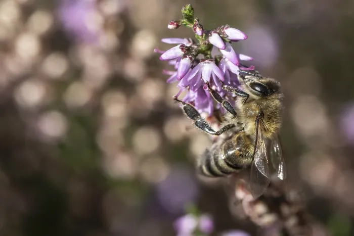 Framed Print : Honey bee (Apis mellifera) on heather (Calluna vulgaris) Framed Print : Honey bee (Apis mellifera) on heather (Calluna vulgaris)
