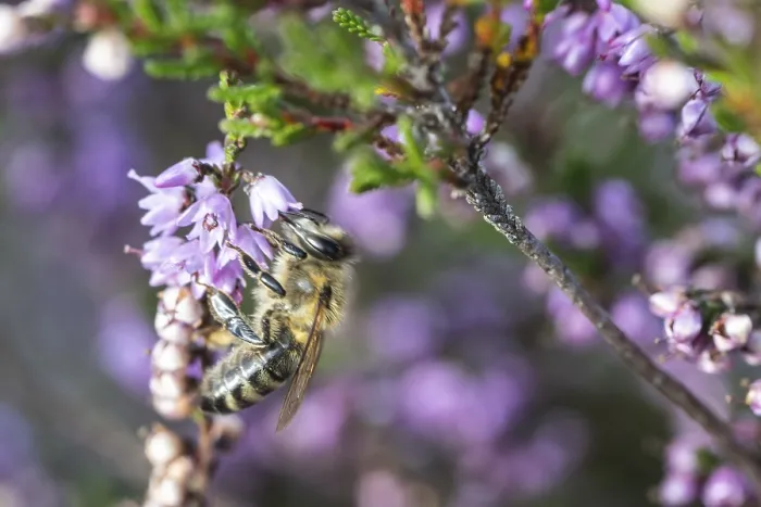 Framed Print : Honey bee (Apis mellifera) on heather (Calluna vulgaris)