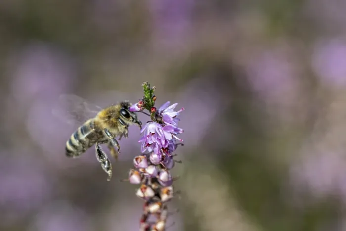 Framed Print : Honey bee (Apis mellifera) on heather (Calluna vulgaris)