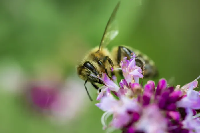 Framed Print : Honey bee (Apis mellifera) on a purple blossom