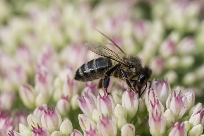 Framed Print : Honey bee (Apis mellifera) on stonecrop (Sedum spectabile) Framed Print : Honey bee (Apis mellifera) on stonecrop (Sedum spectabile)