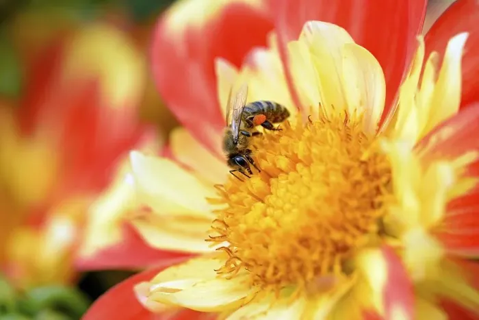 Framed Print : Honey bee (Apis) with pollen pouch sitting on a dahlia flower (Dahlia)