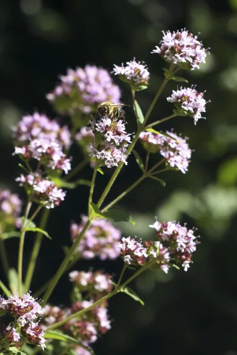 Framed Print : Honey bee on a common thyme (Thymus vulgaris)