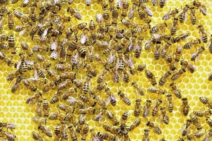 Framed Print : Honey bees (Apis mellifera) on freshly removed honeycomb