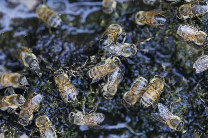 Framed Print : Honey bees (Apis mellifera), Germany, Europe
