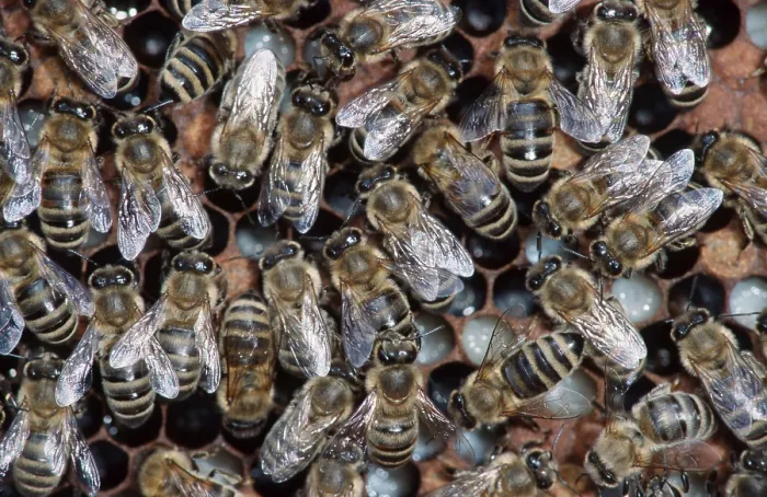 Framed Print : Honey Bees (Apis mellifera) on honey-comb in beehive