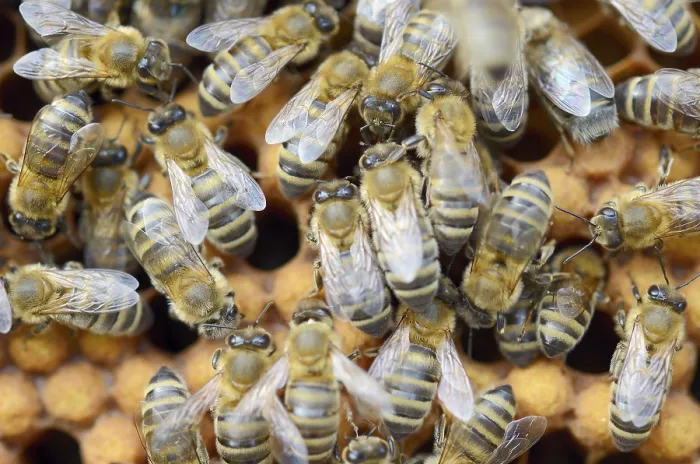 Framed Print : Honey bees (Apis mellifera), worker bees on the drone brood cells