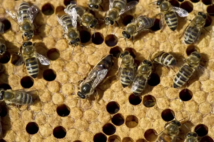 Framed Print : Honey bees (Apis sp.) on a honeycomb