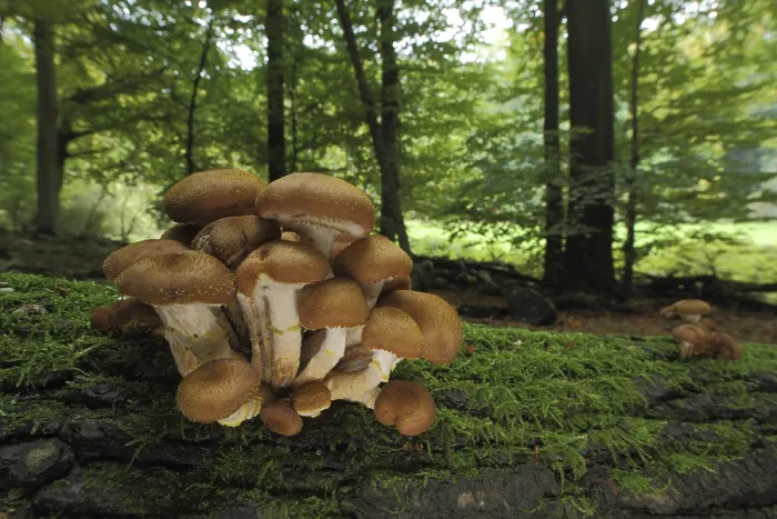 Framed Print : Honey fungus (Armillaria mellea)