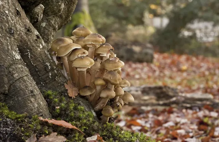 Framed Print : Honey Fungus (Armillaria mellea) fruiting bodies