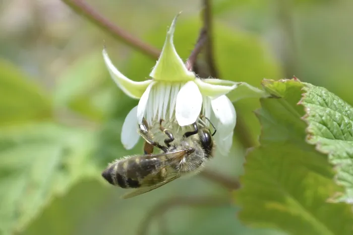 Framed Print : Honeybee collecting nectar form raspberrie flower